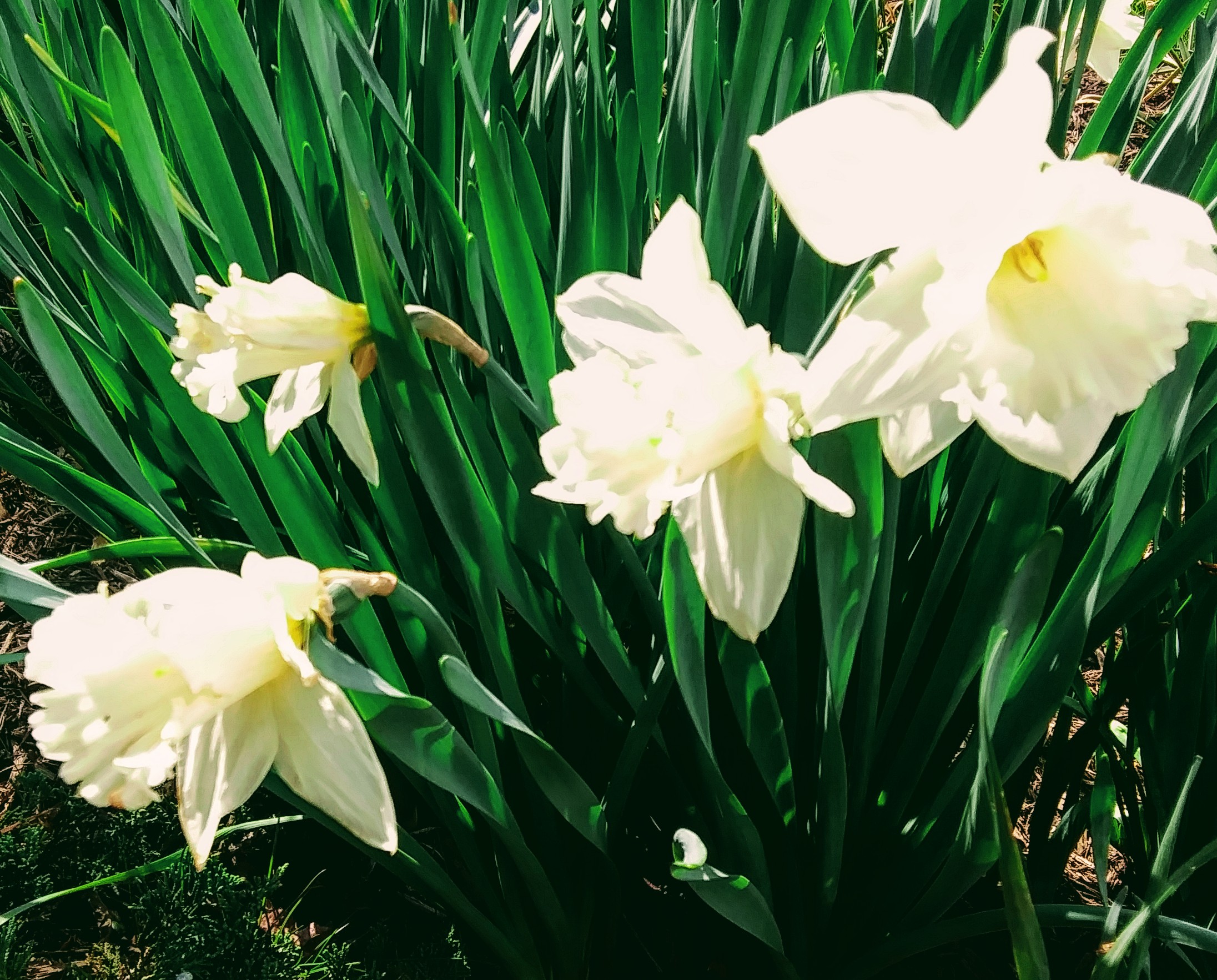 Large White Daffodils