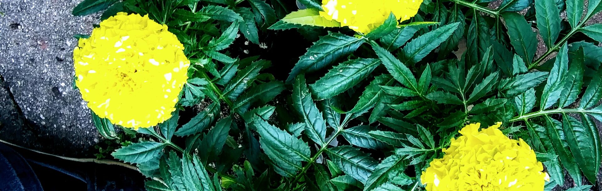 Yellow Mexican Marigold Flowers