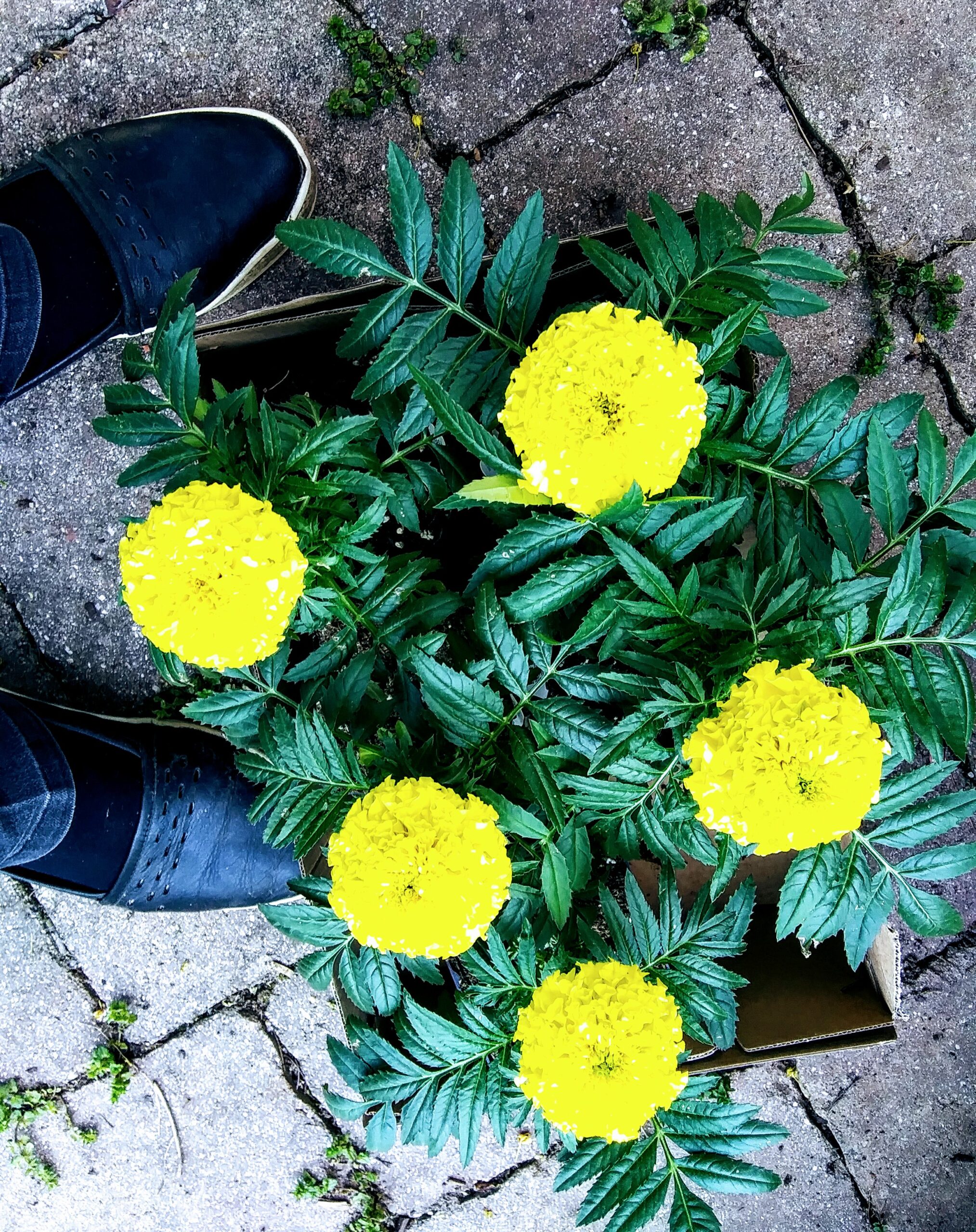 Yellow Mexican Marigold Flowers