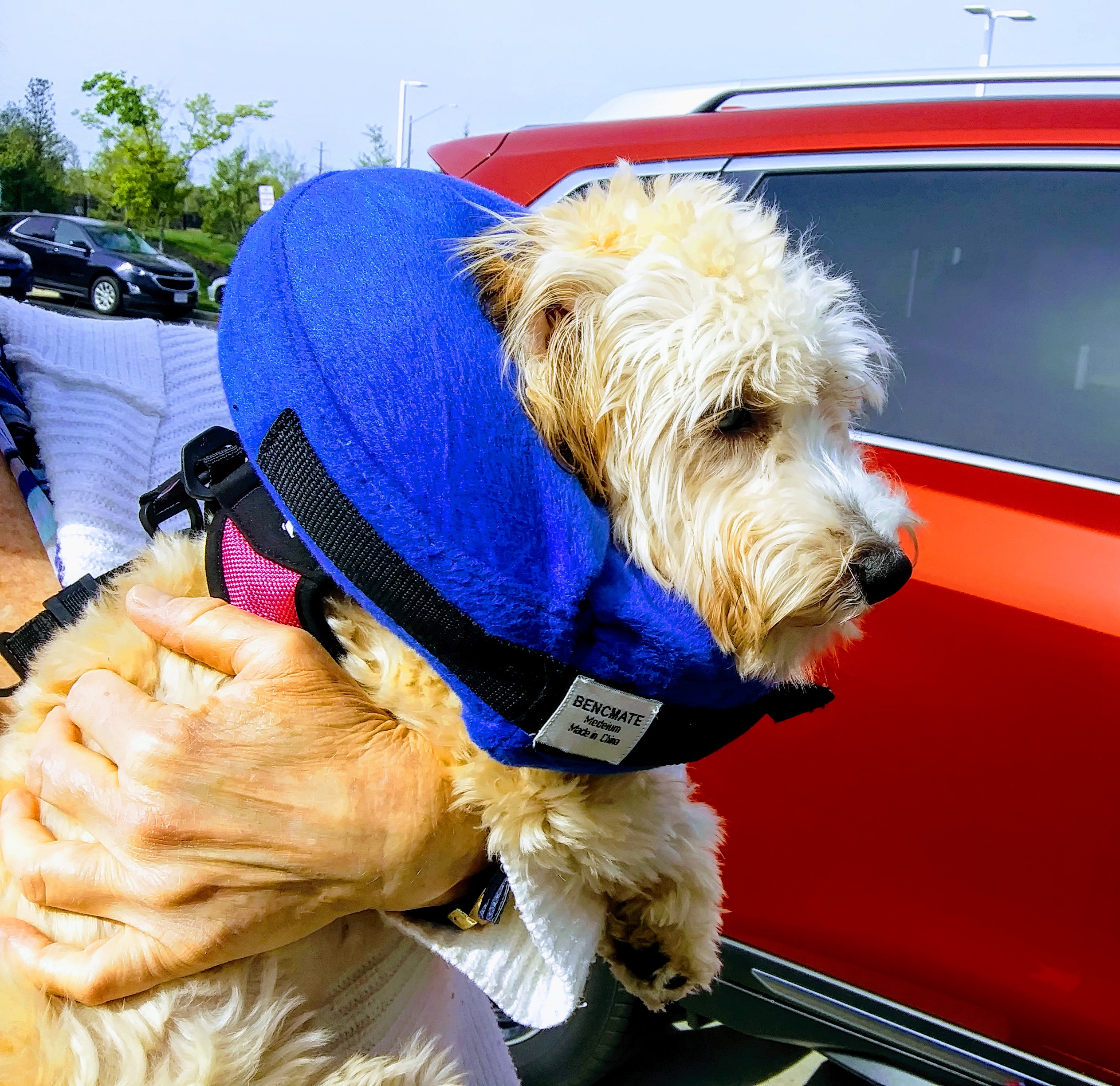 Owner Holding Dog