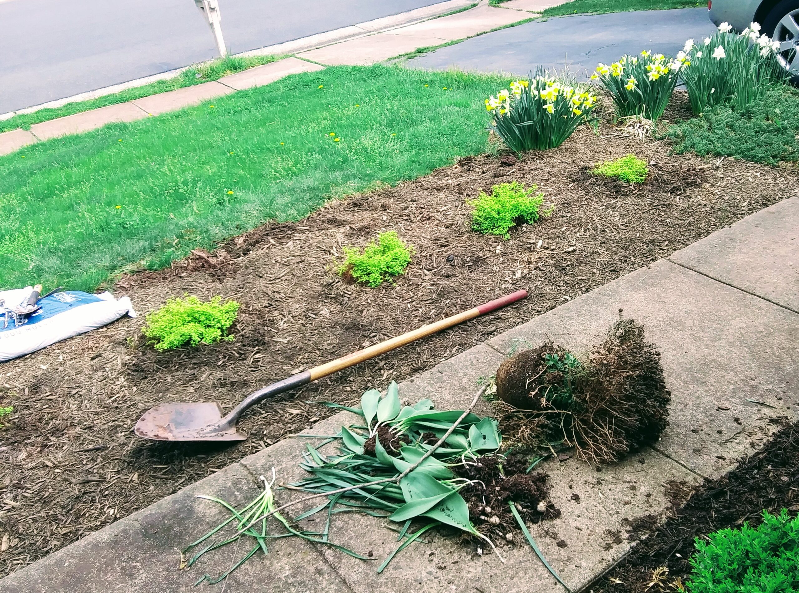 Placing Yard Waste in Pile