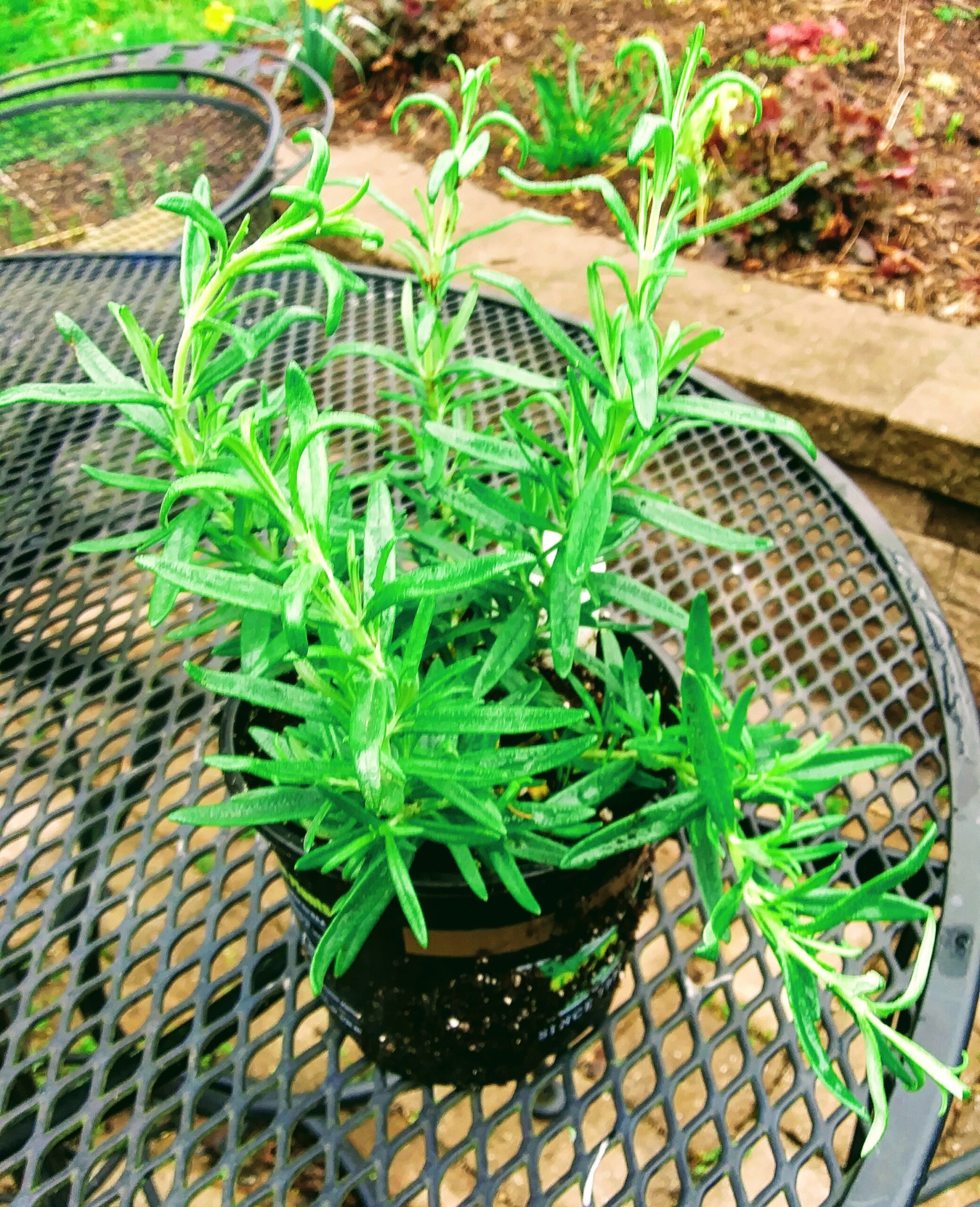 Rosemary Herb