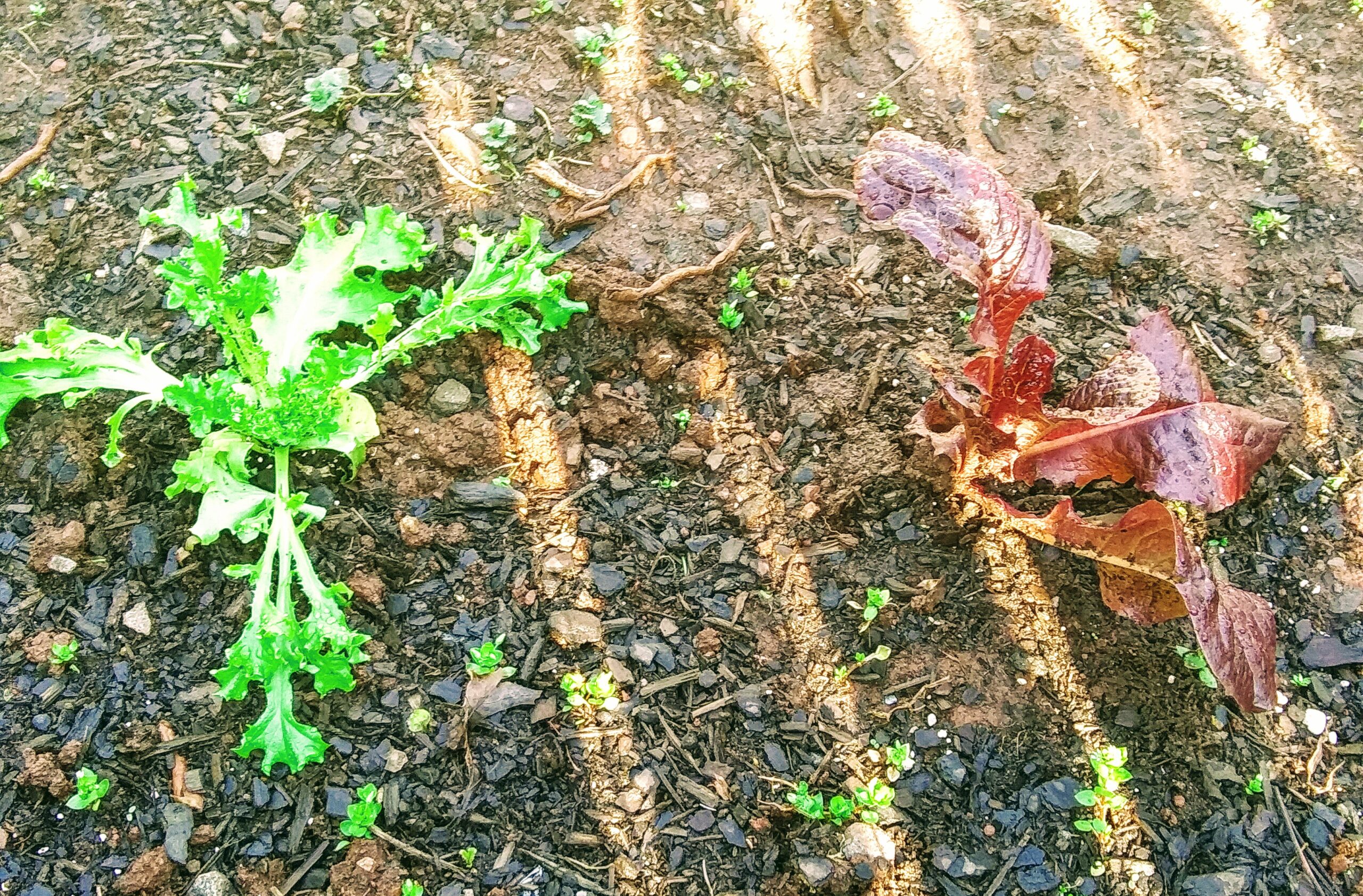 Rows of Lettuce