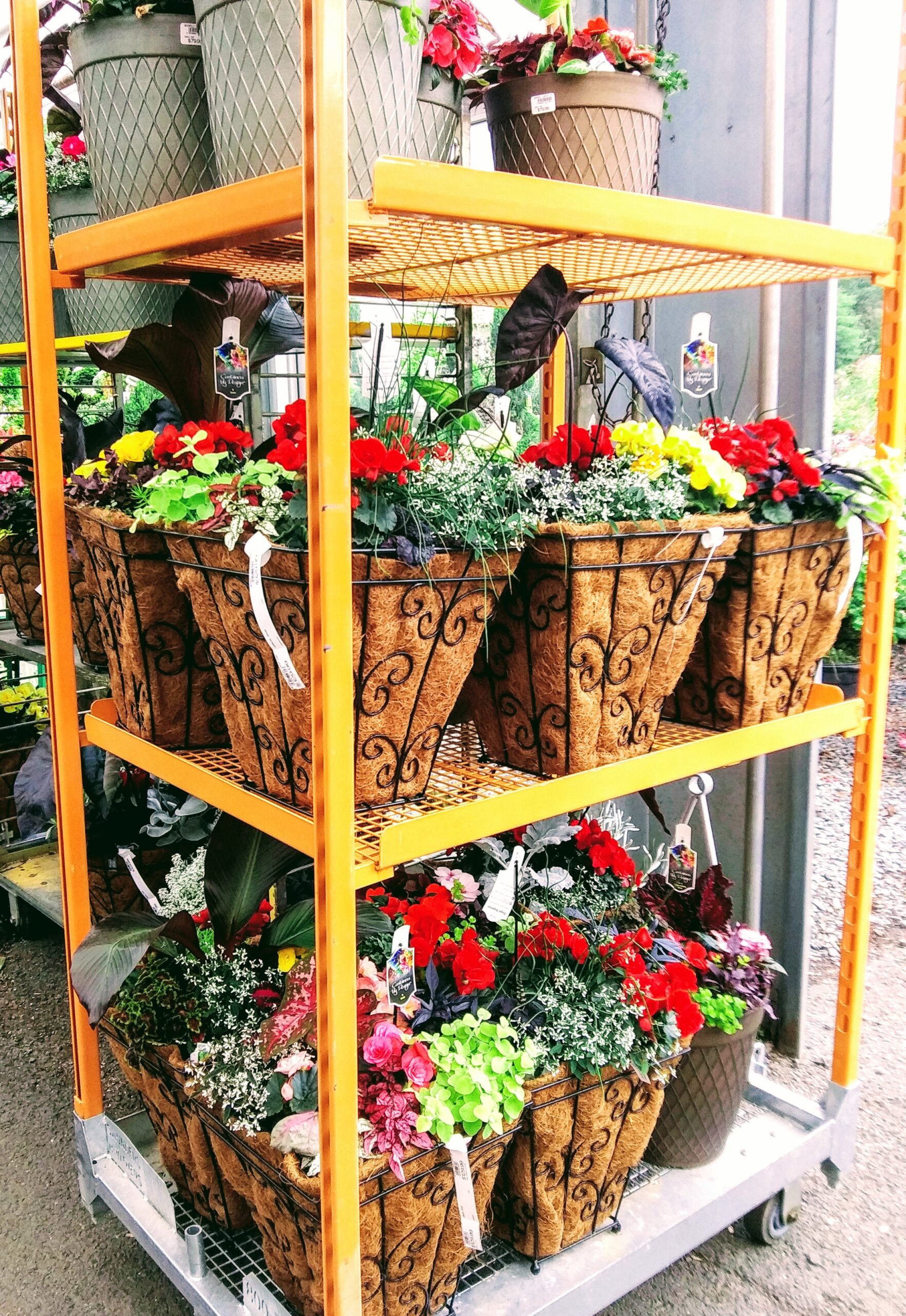 Rows of Planters on Yellow Rack