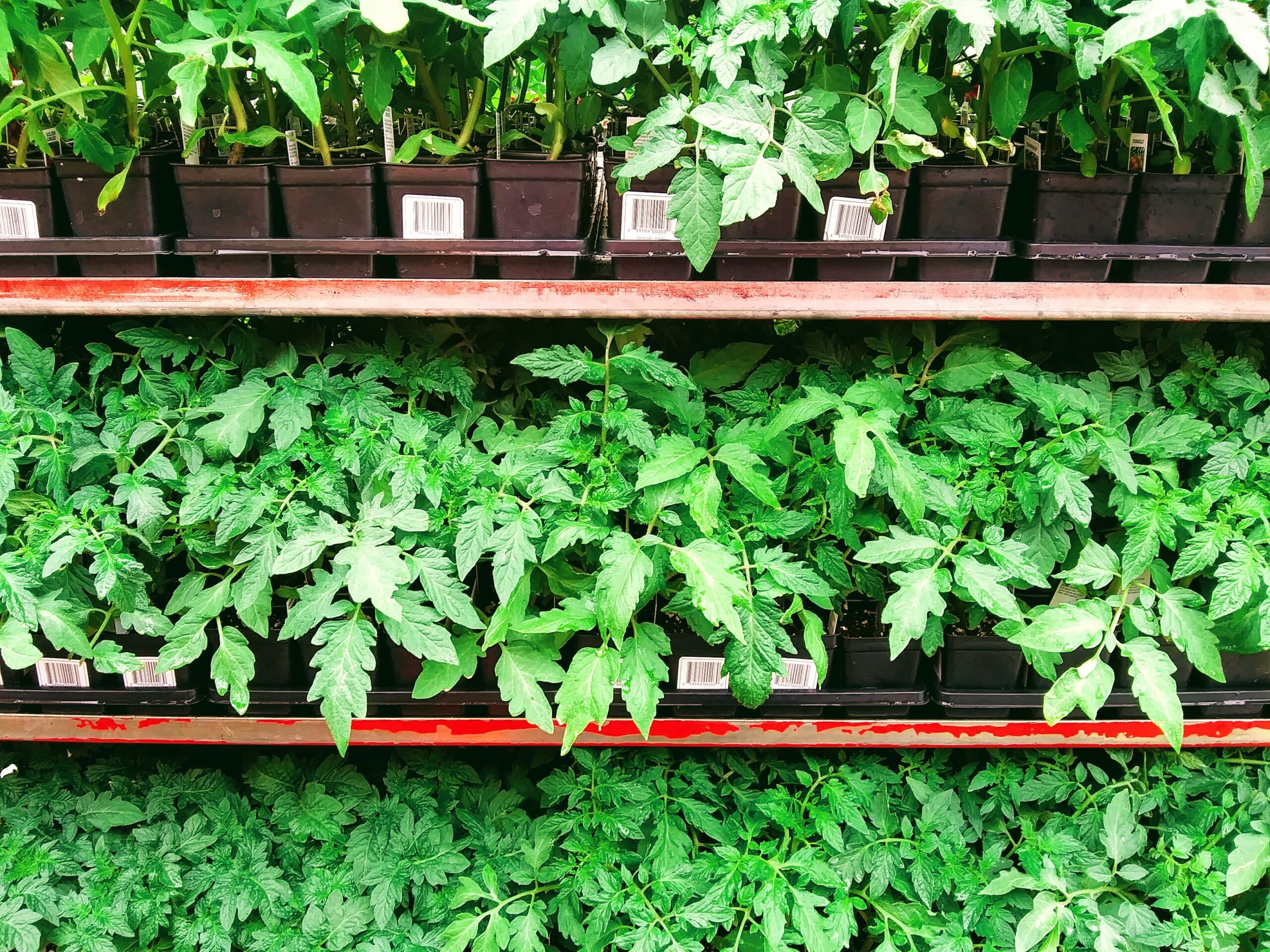 Rows of Tomato Plants