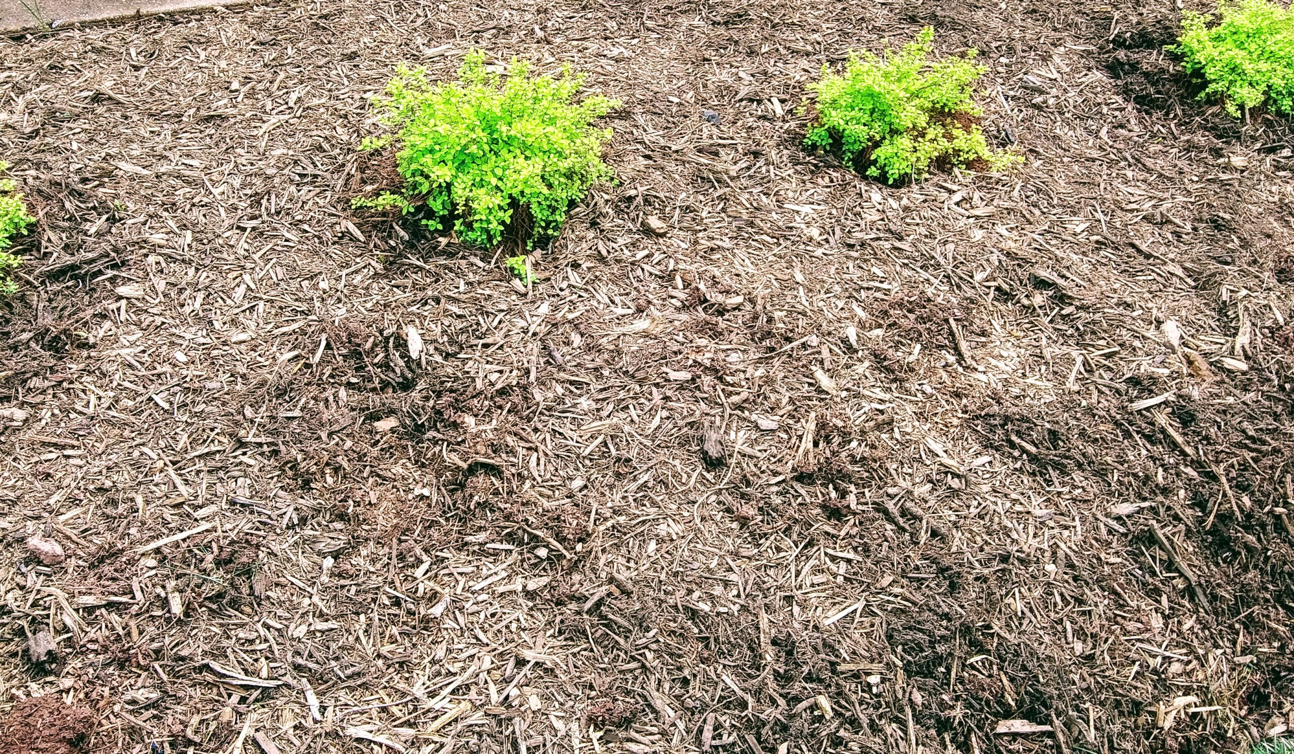 Spirea Golden Elf Plants