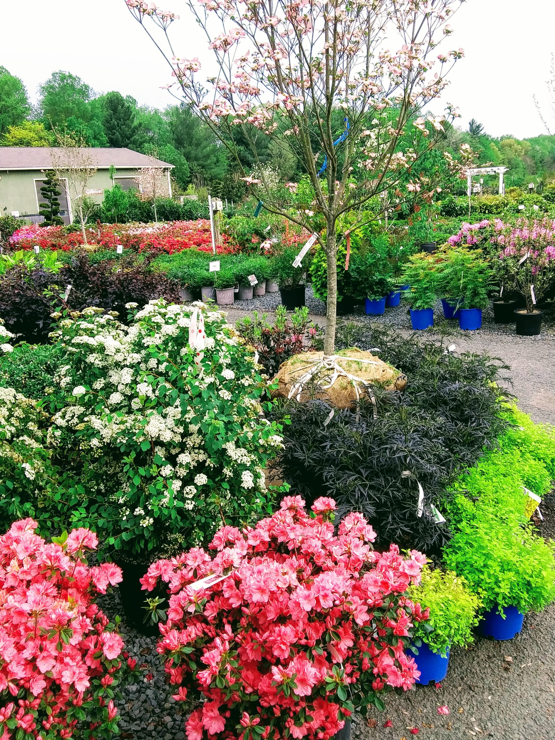 Tree and Pink Azalea Bushes