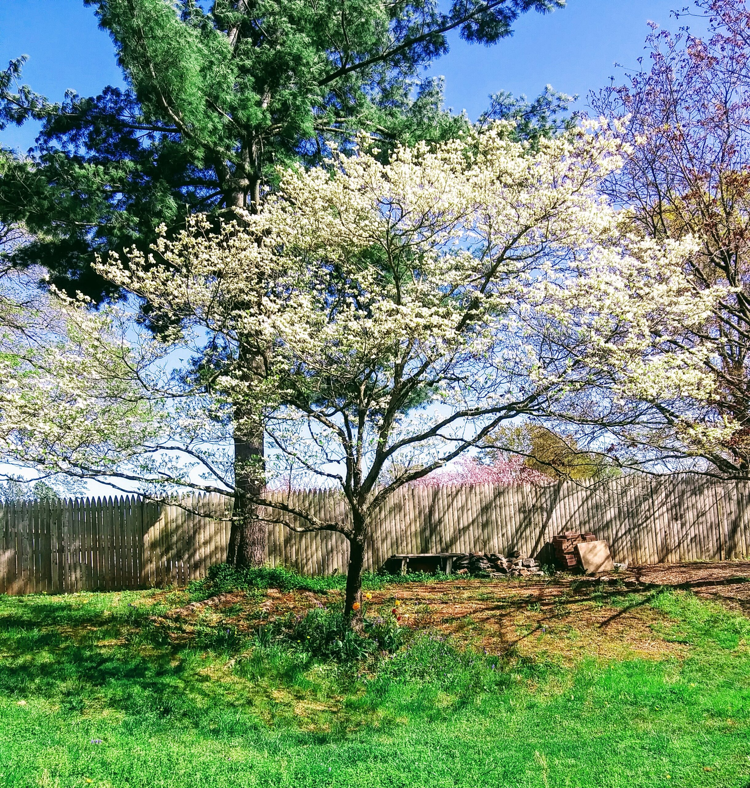 White Dogwood Tree in Bloom