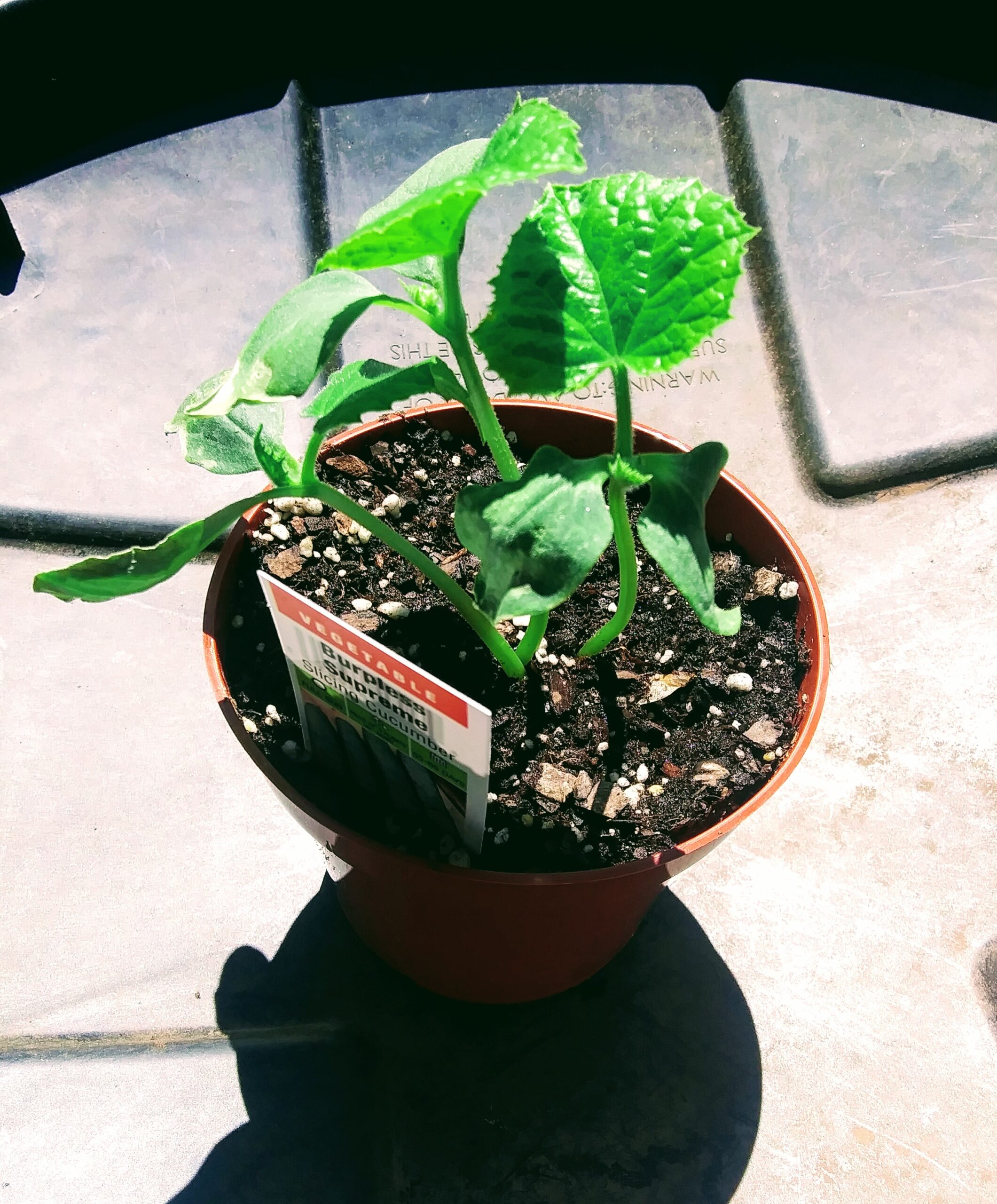 Cucumber Seedlings