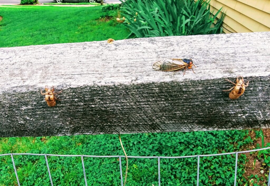 17-year Cicadas