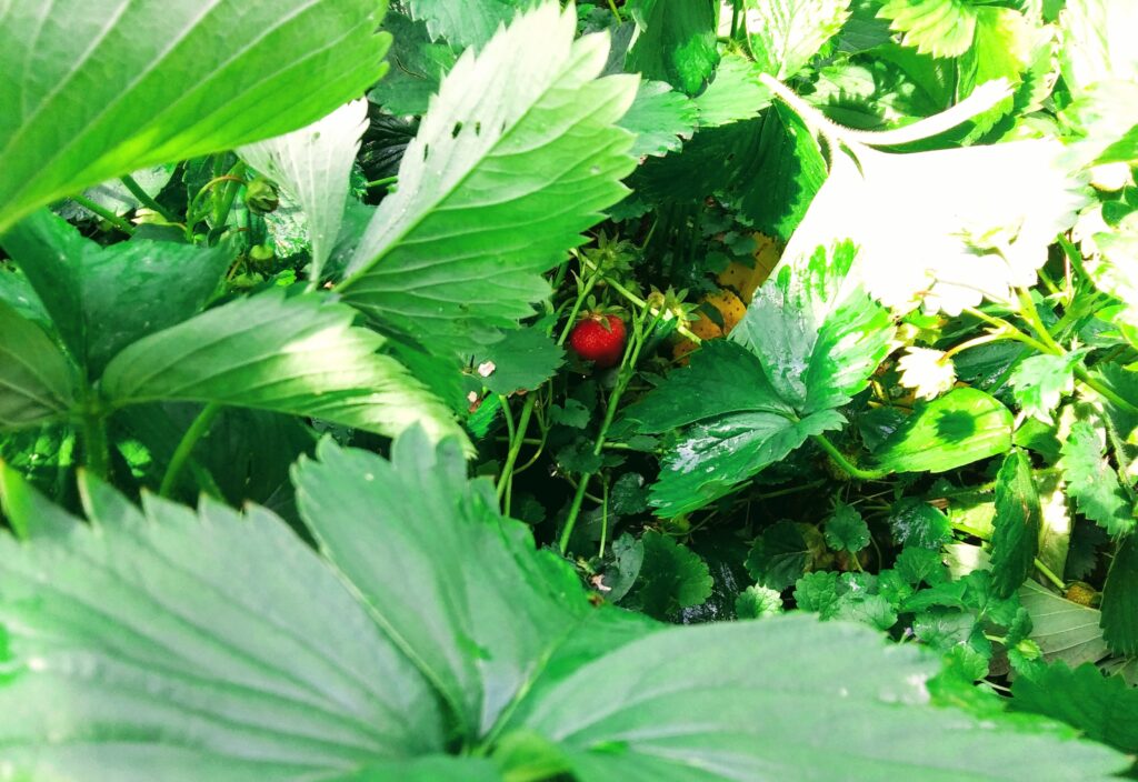 Garden Harvest