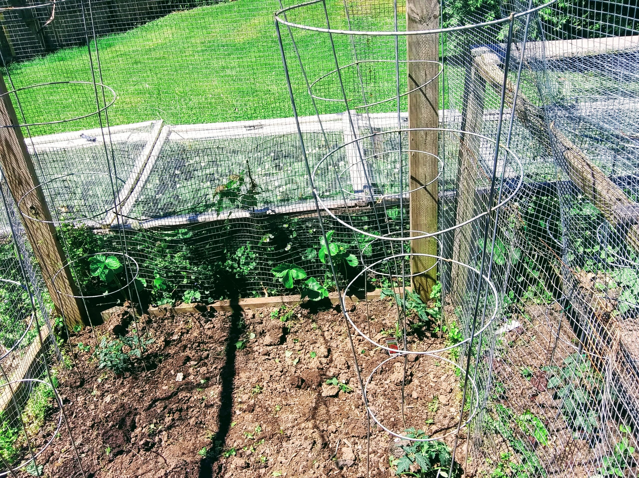 Tomato Cage Supports