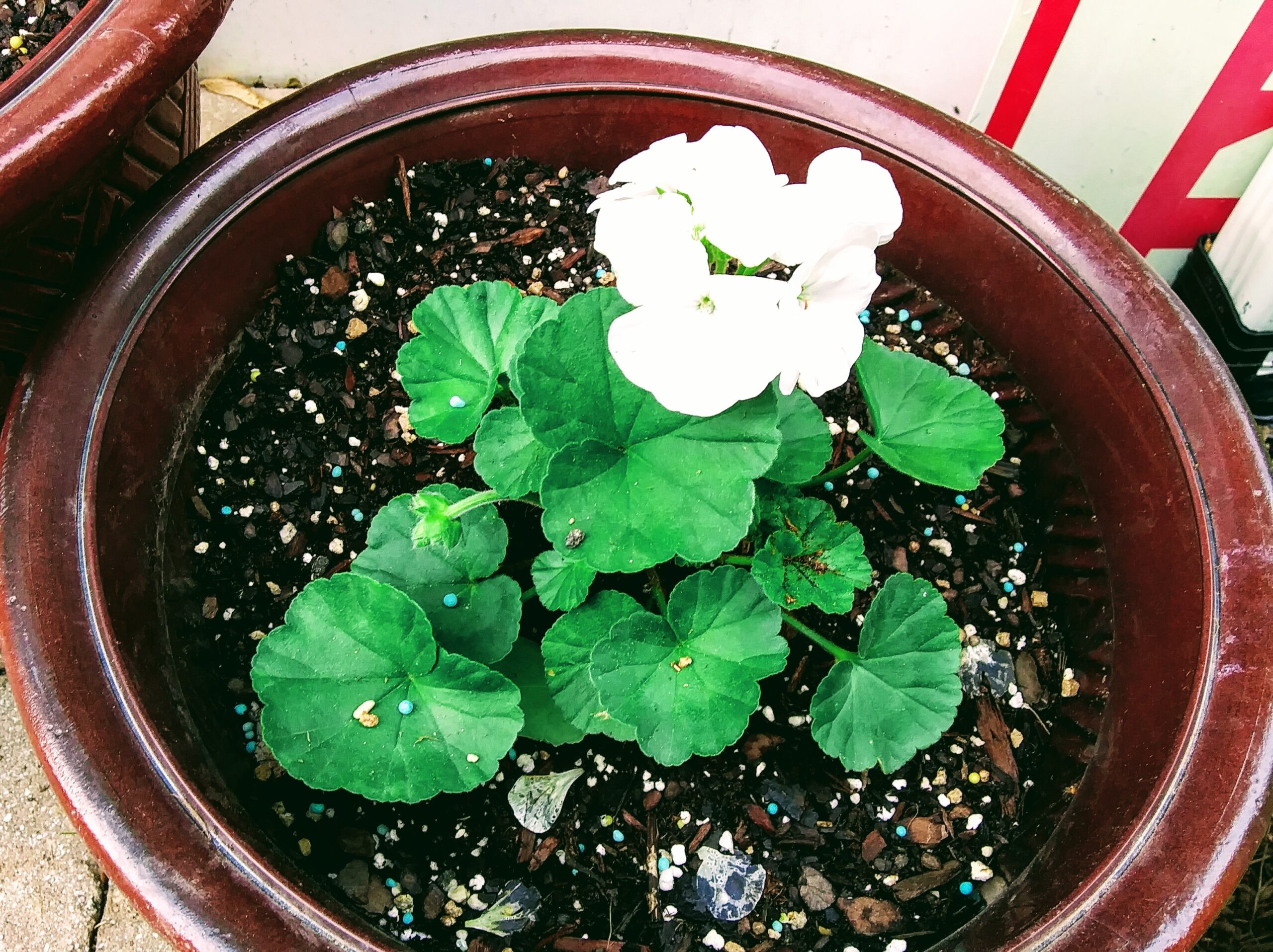 White Geranium in Pot