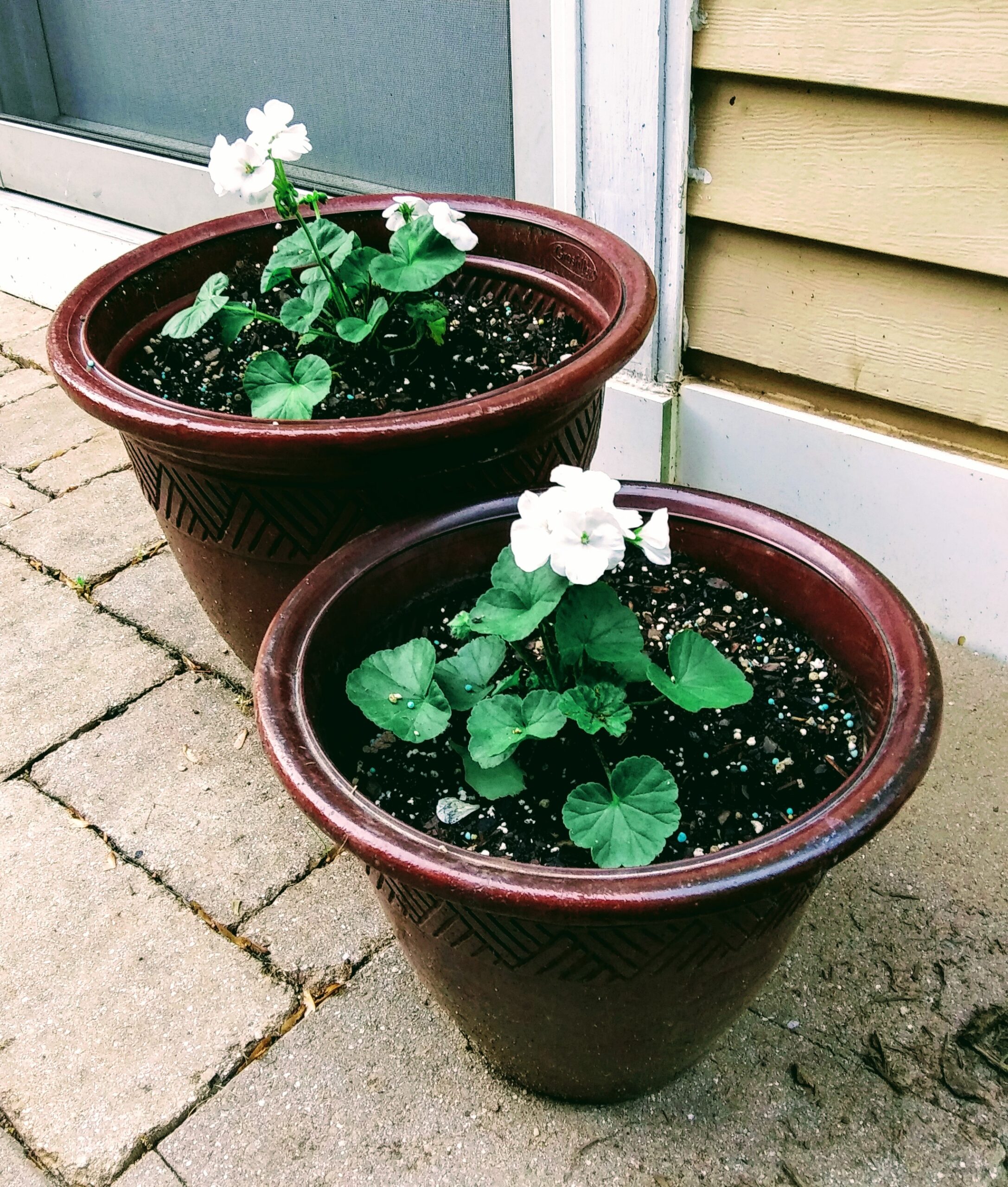 White Geraniums in Pots