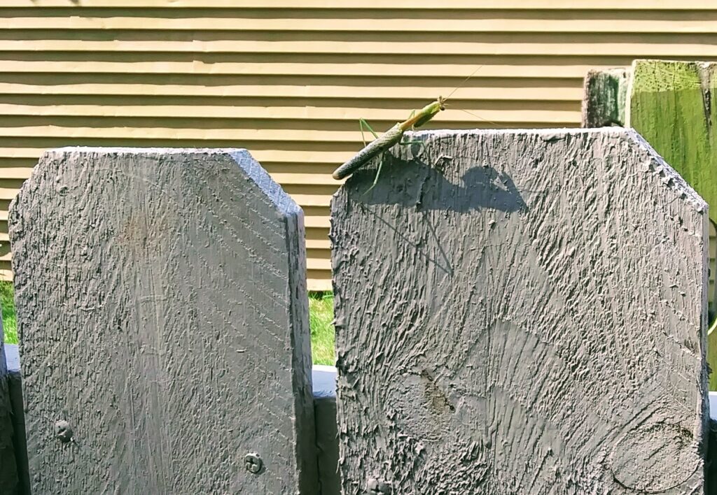 Insects of N. Virginia