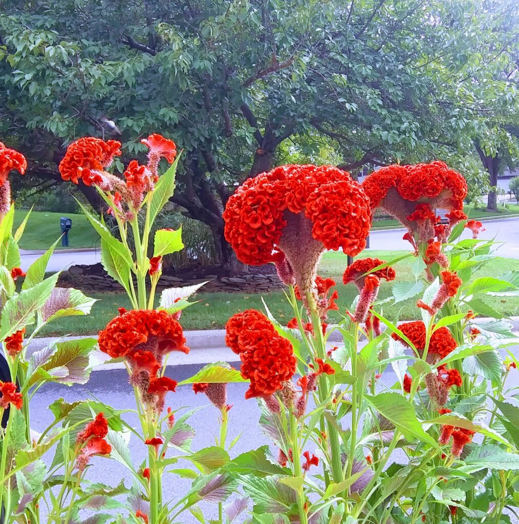 Garden Flowers