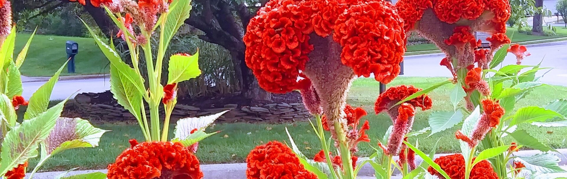 Garden Flowers