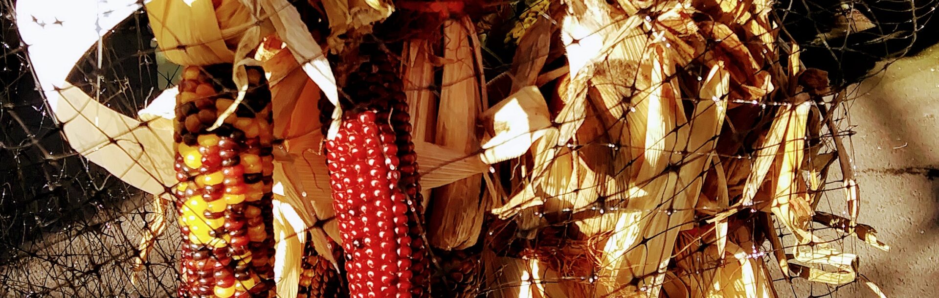 Bunches of Mulicolored Corn Cobs