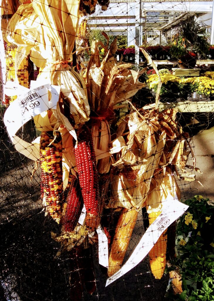 Bunches of Mulicolored Corn Cobs