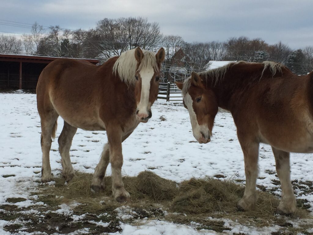 Frying Pan Farm Park Appeal