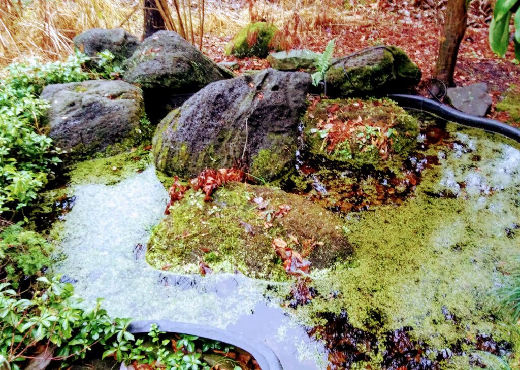 Merrifield Garden Center