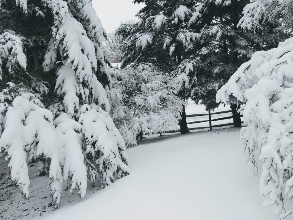 Snowy Backyard Fence