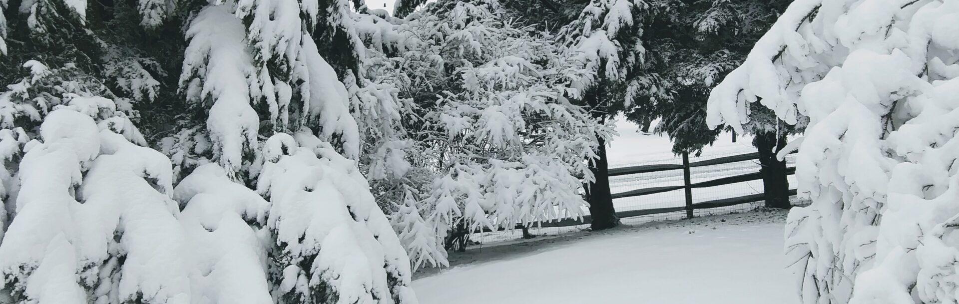 Snowy Backyard Fence