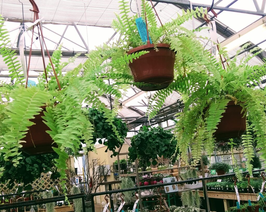 Merrifield Garden Center