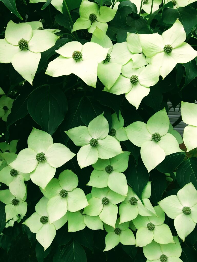 Japanese Dogwood