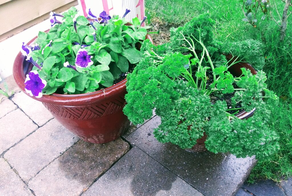 Herbs in Crocks