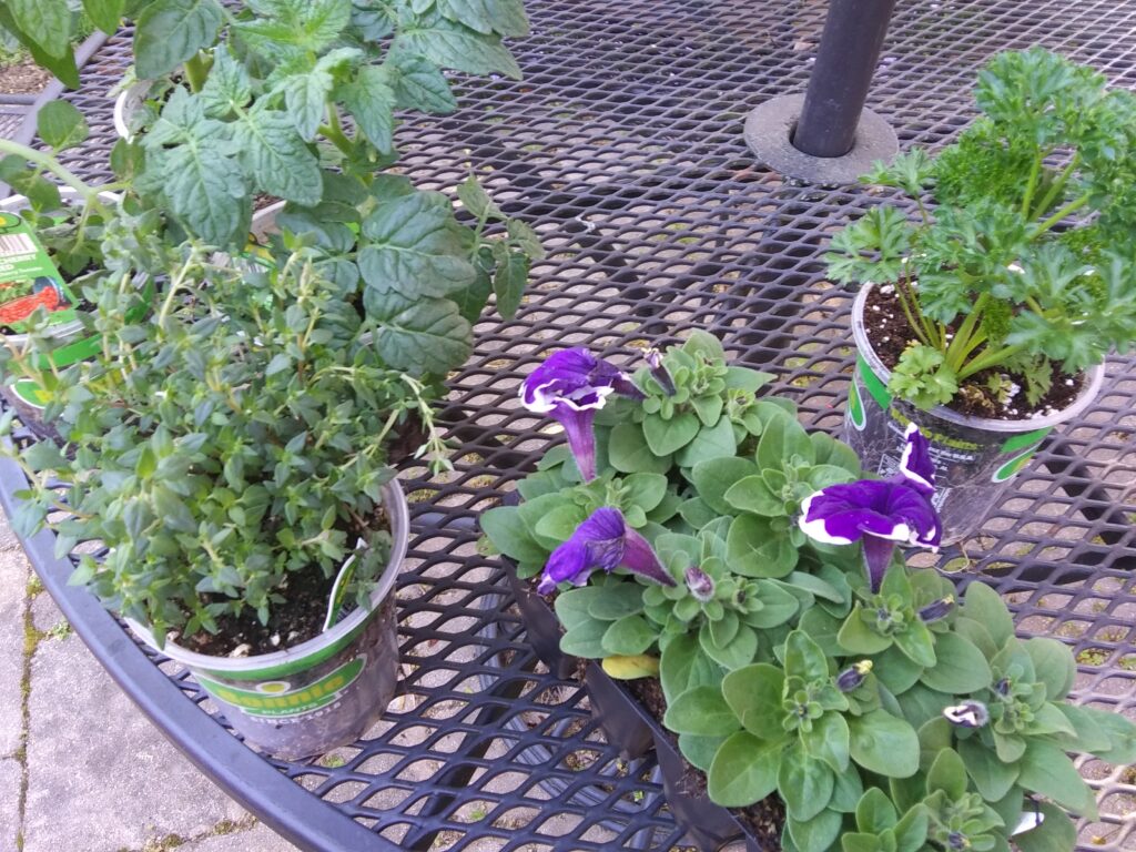 Tomato and Petunia Plants