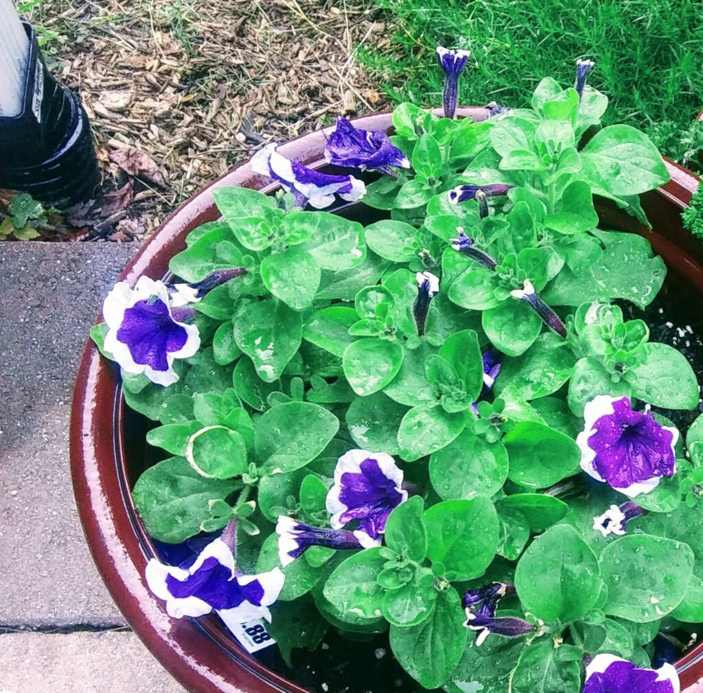 Purple Petunia Blooms