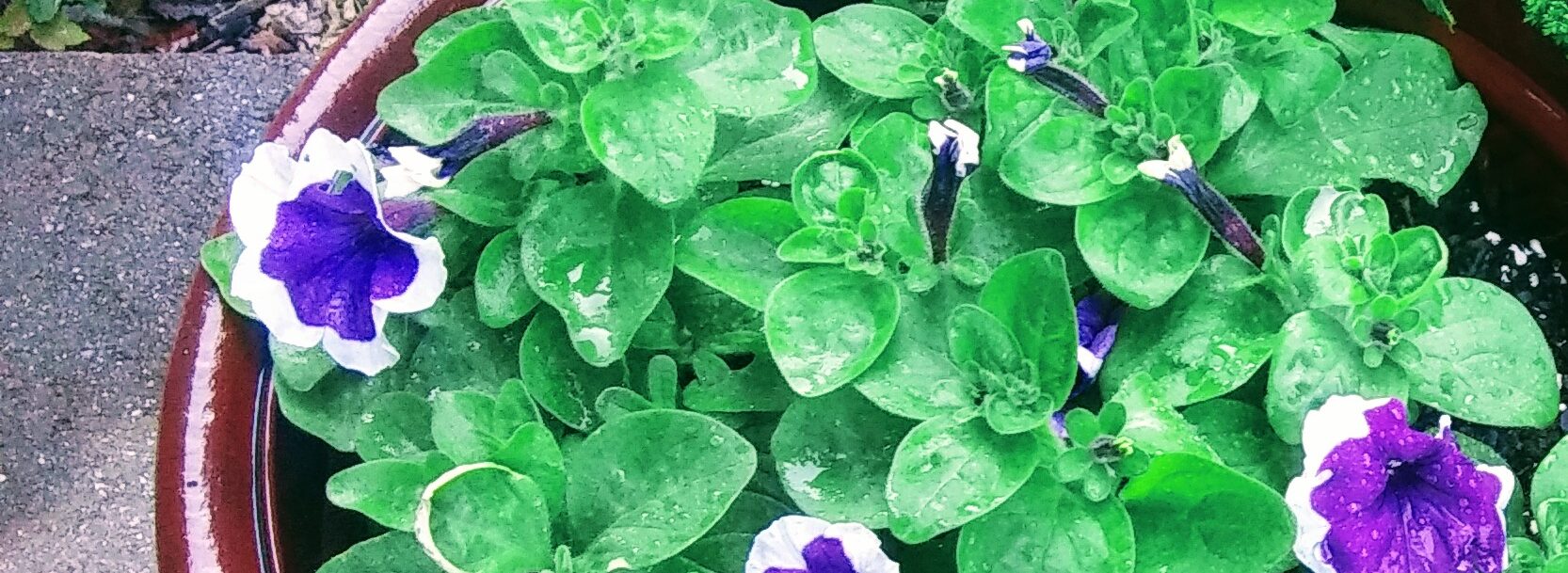 Purple Petunia Blooms