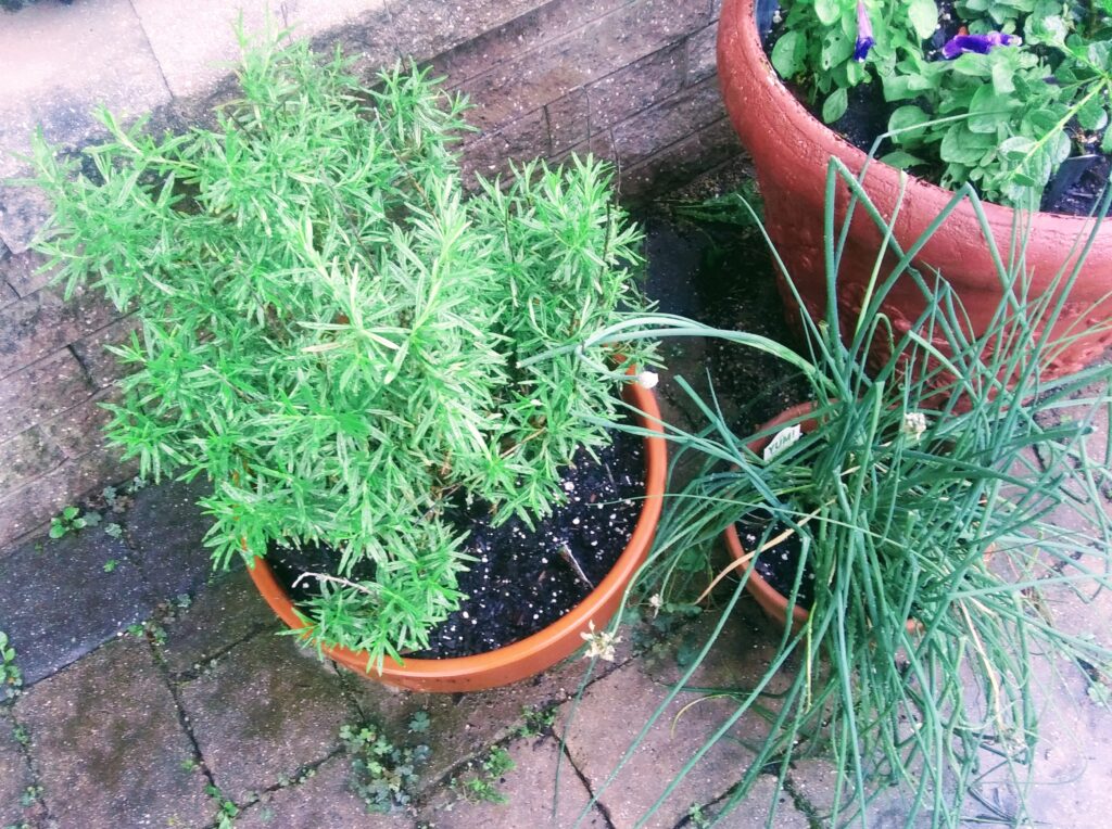 Garden Herbs