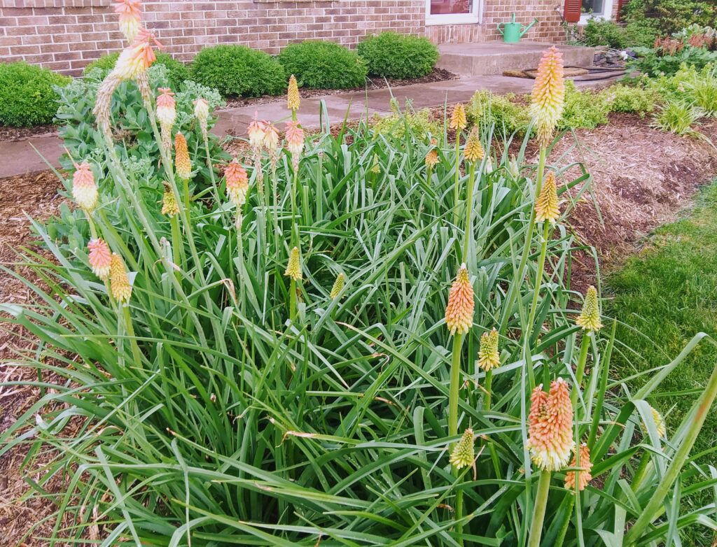 Blooming Red Hot Poker Plants