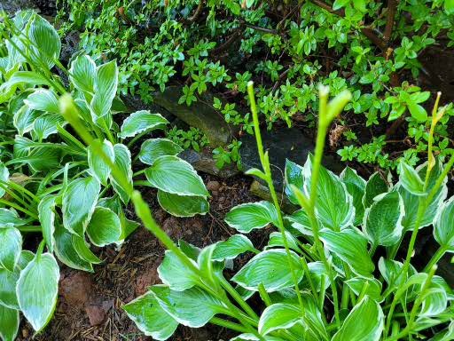 Deer and Hosta Plants