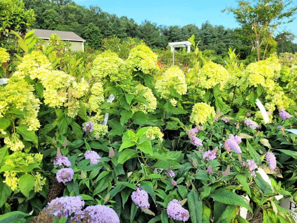 Merrifield Garden Center