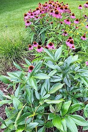 Plants in Bloom