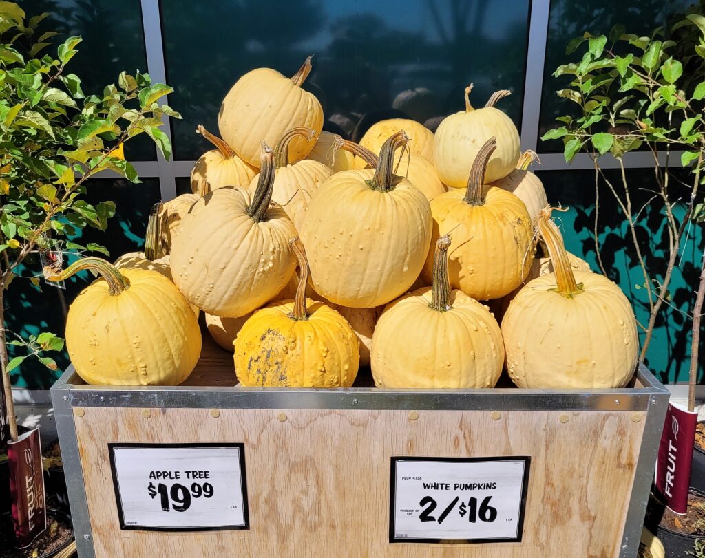 Sprouts Autumn Display