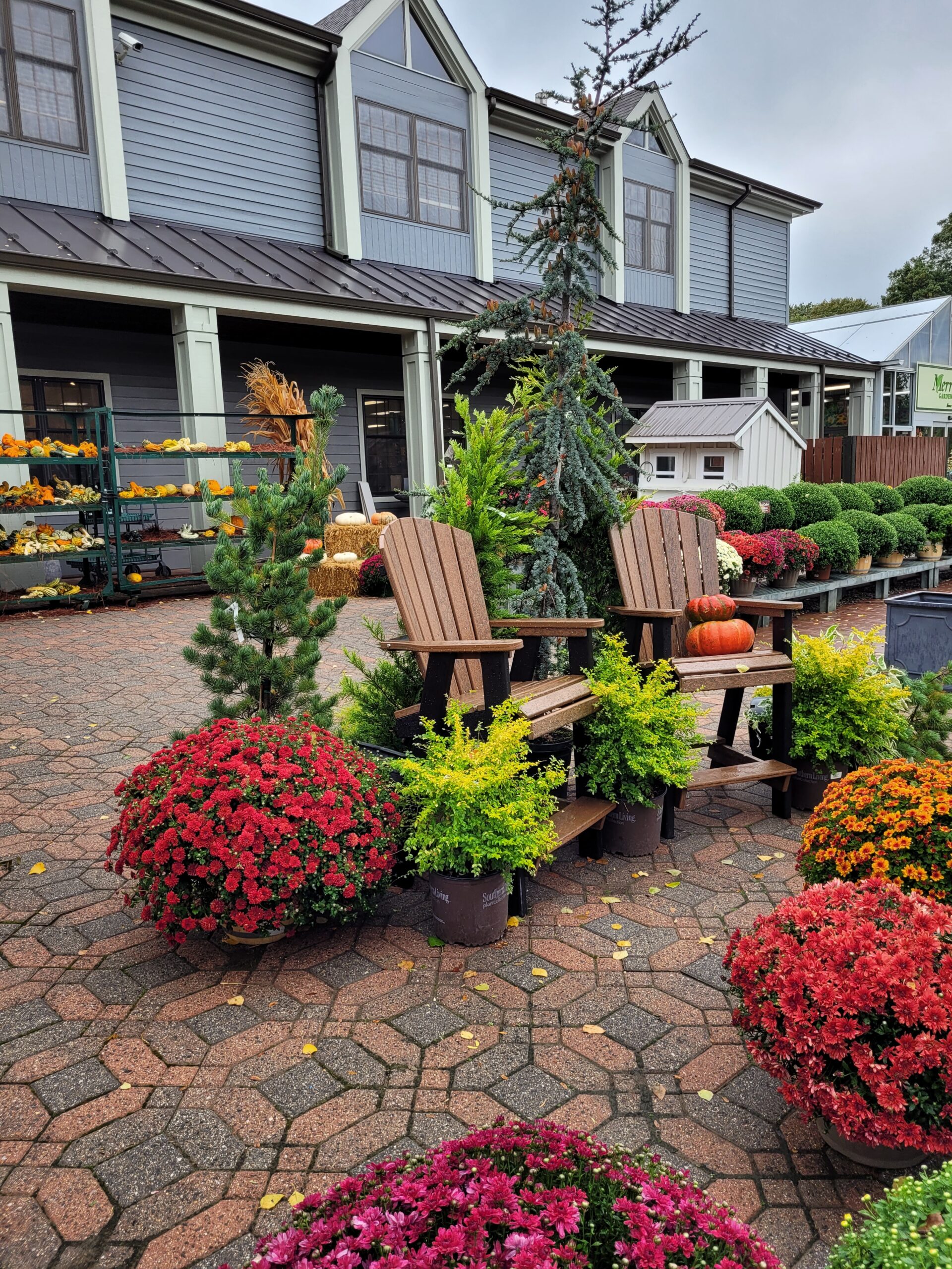 Garden Chairs and Mums