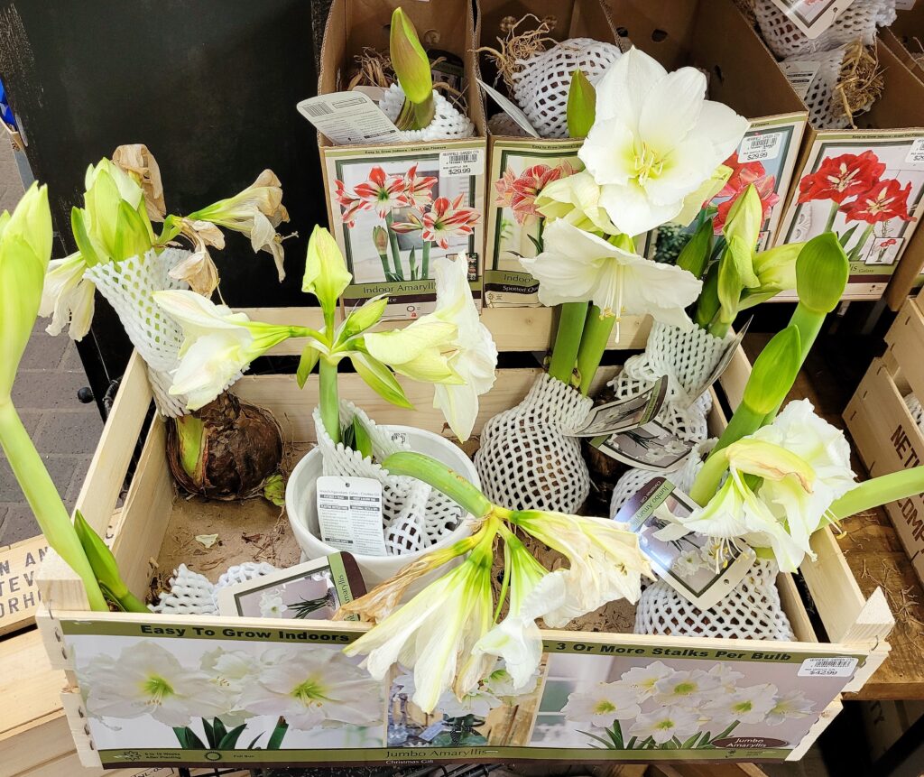 Holiday Amaryllis Bulbs