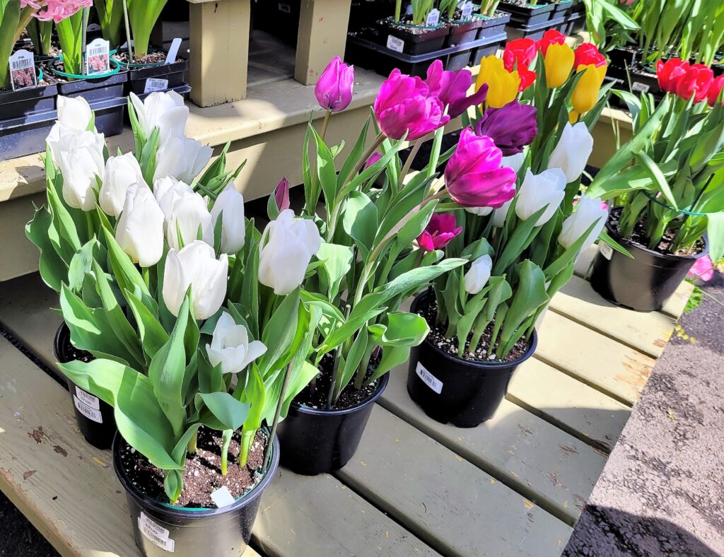 Colorful Spring Flowers