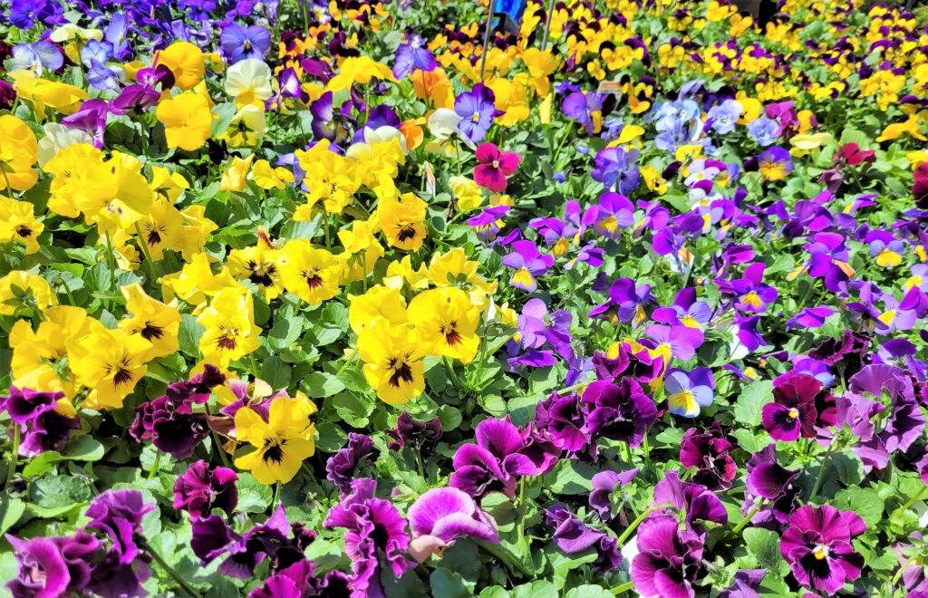 Colorful Spring Flowers