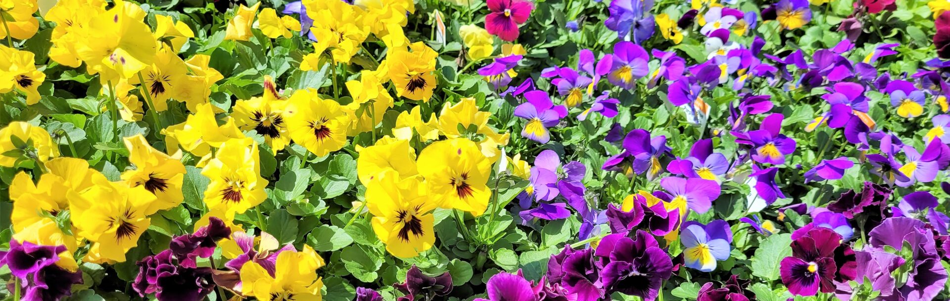 Colorful Spring Flowers