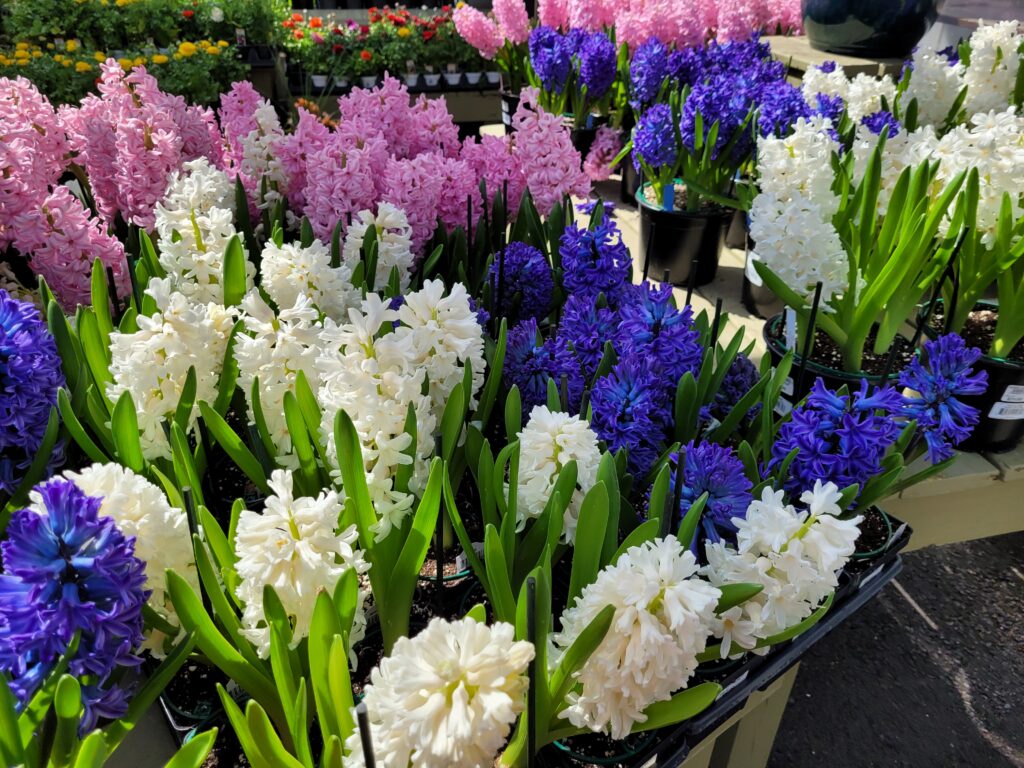 Fragrant Spring Flowers