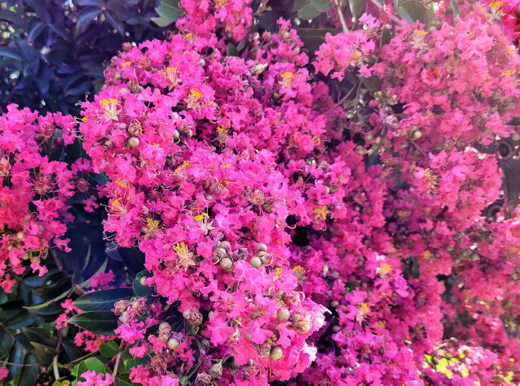 Crape Myrtle, Tree or Shrub?