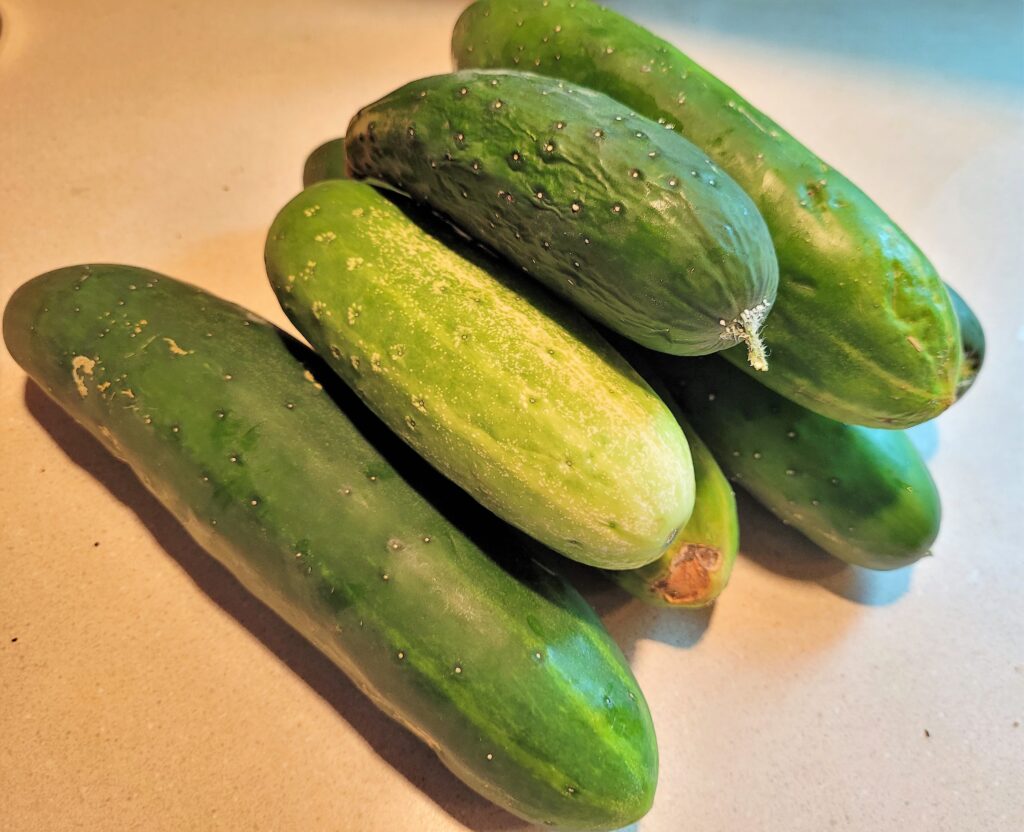 Garden Fresh CucumbersC