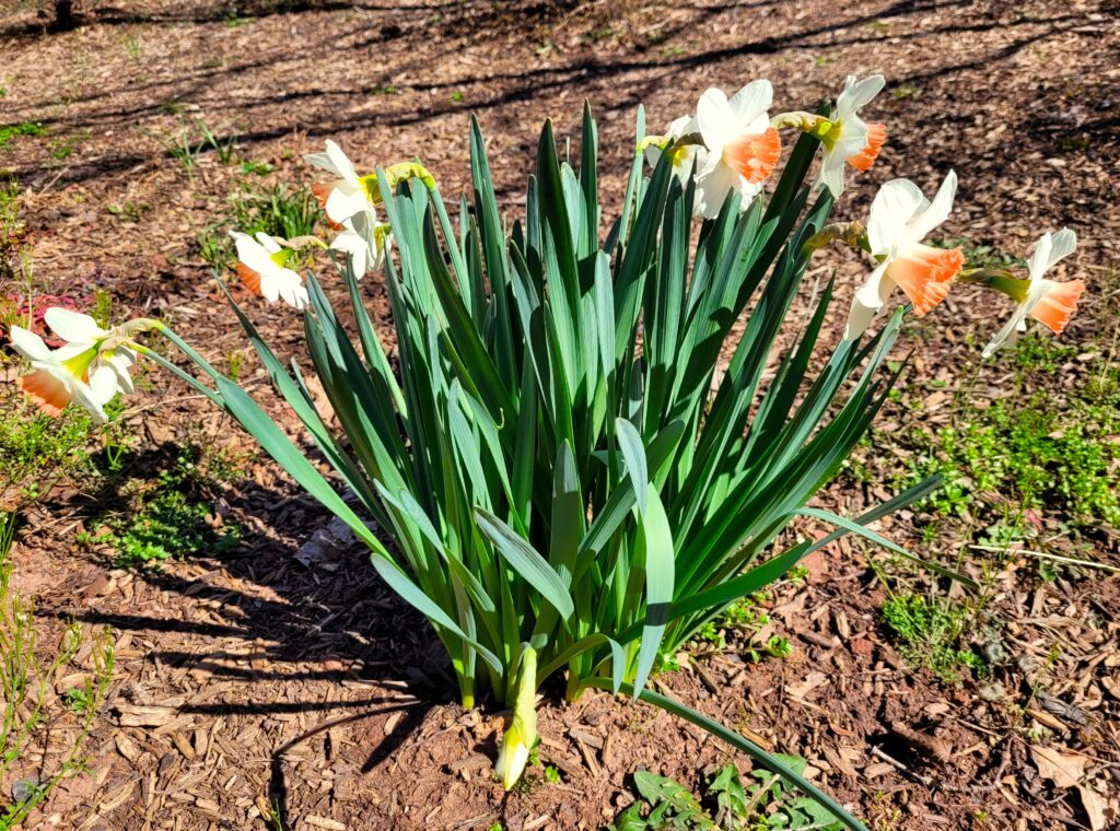 Springtime Flowers