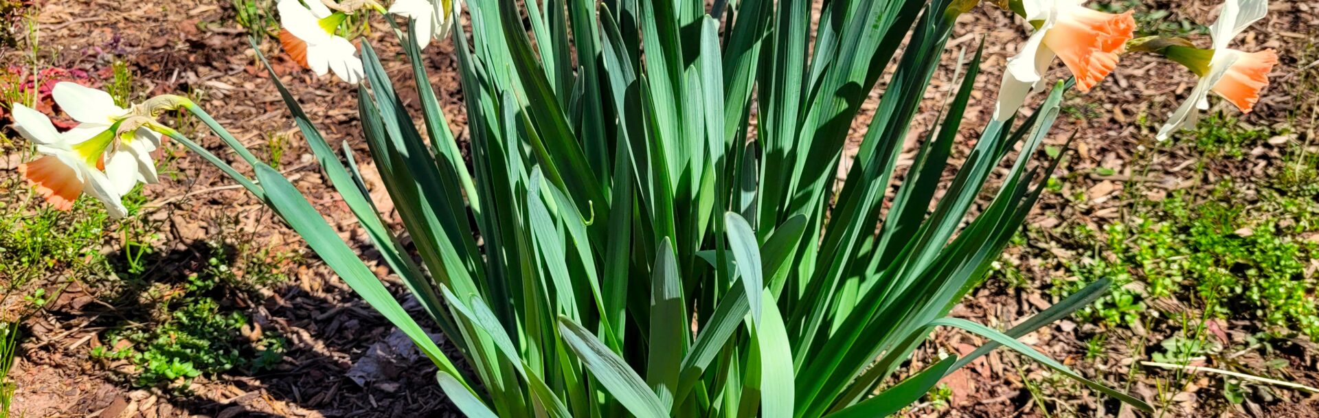 Springtime Flowers