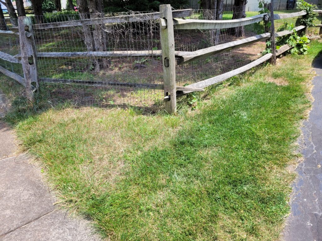 Patch of Dirt Near Fence, photo 6-16-2024